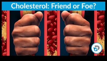 ההשפעה של דיאטות דלות פחמימות על רמות הכולסטרול